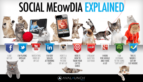 social-media-explained-by-cute-cats